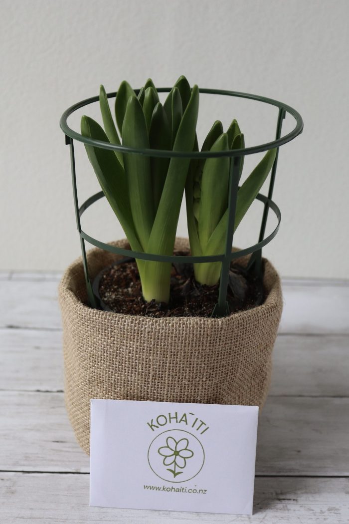 Potted Hyacinth
